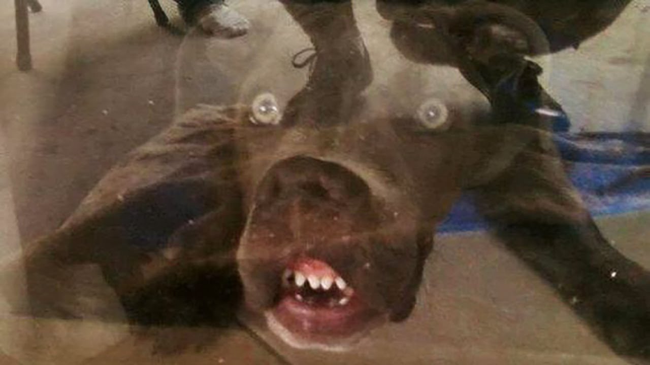 Best Funniest animals Videos 2022 