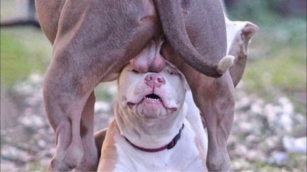 Funniest Animals 