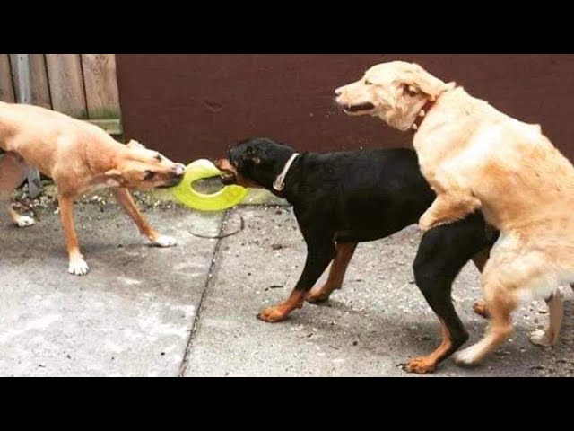 Funny Dogs And Cats Videos 