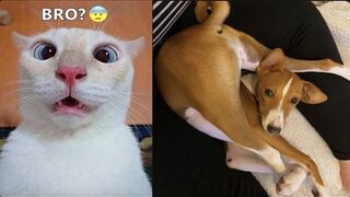 Best Funniest Dogs And Cats