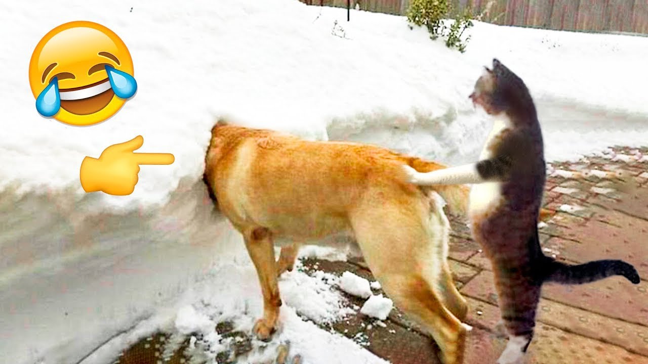 Best Funny Animal Videos 