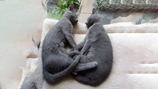 Funniest Cats And Dogs