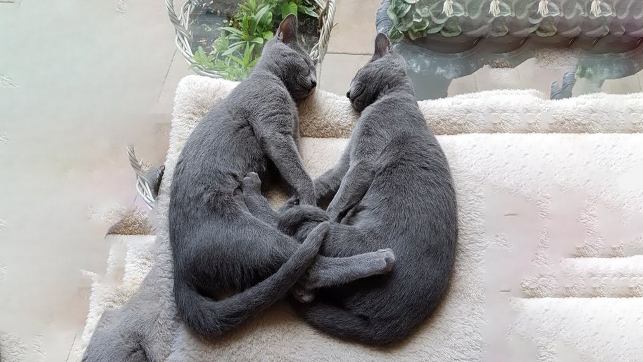 Funniest Cats And Dogs 