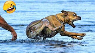 Best Funny Animal Videos