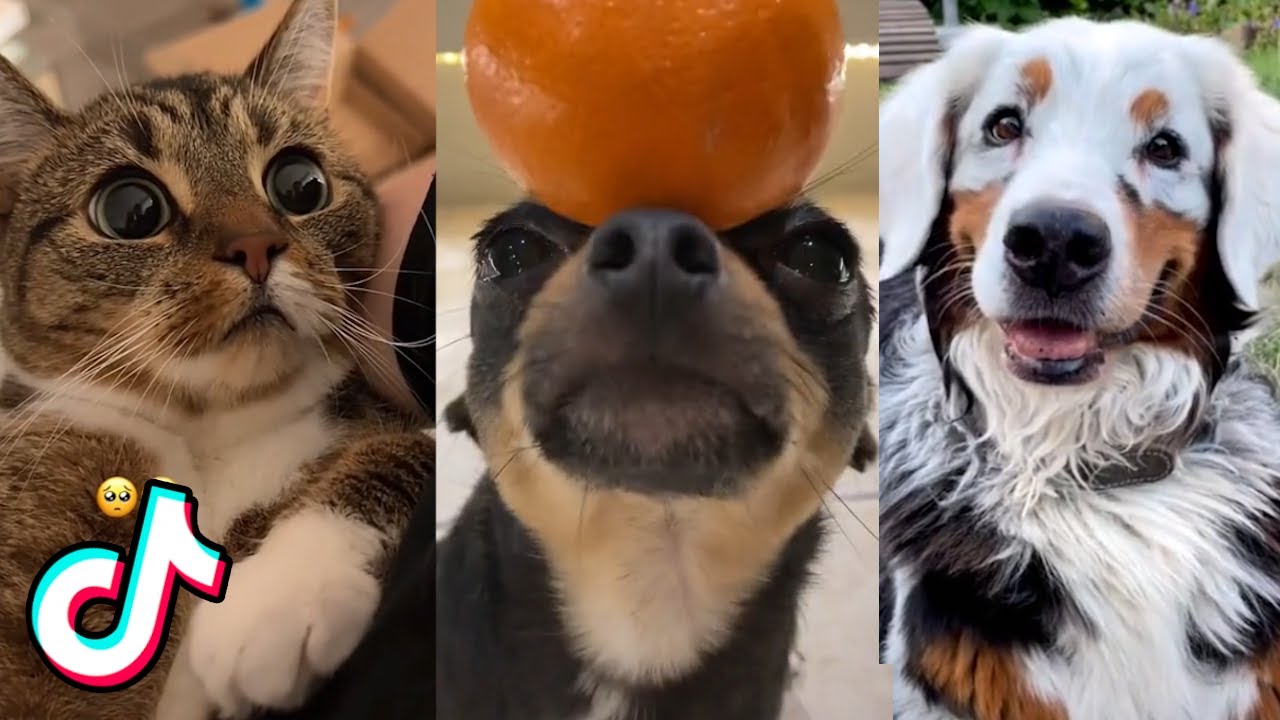 Cute Animal TikToks That Are Makin' Bisquits ❤️️