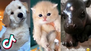 Cute Animal TikToks that Will Brighten Up Your Day!