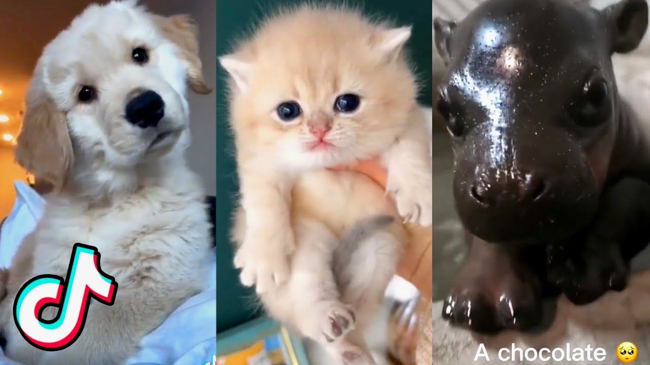 Cute Animal TikToks that Will Brighten Up Your Day!