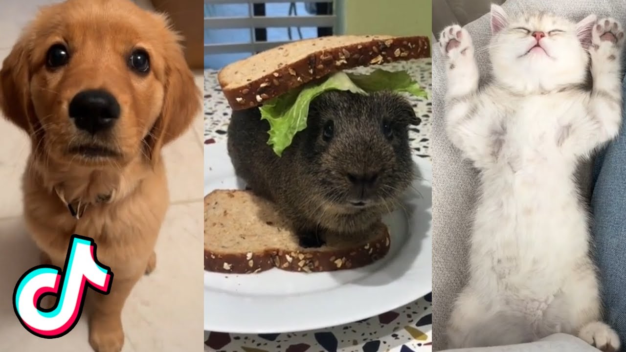Cute Animal TikToks That Would NEVER Eat Your Homework