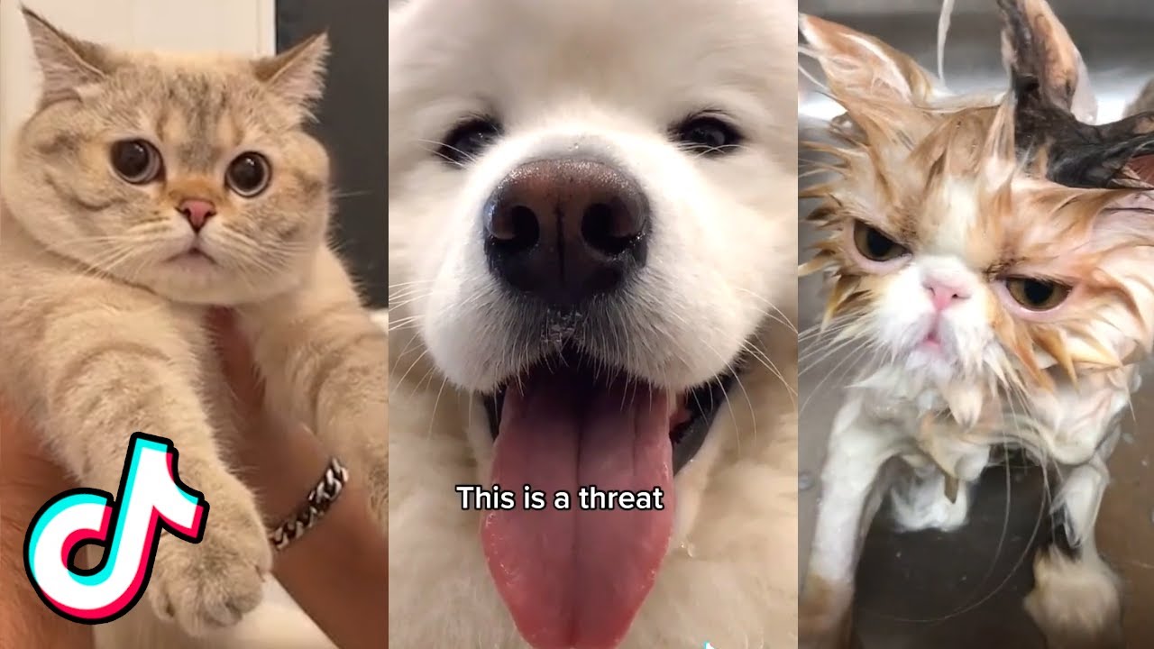 Cute Animal TikToks that Might Eat Your Homework ❤️️