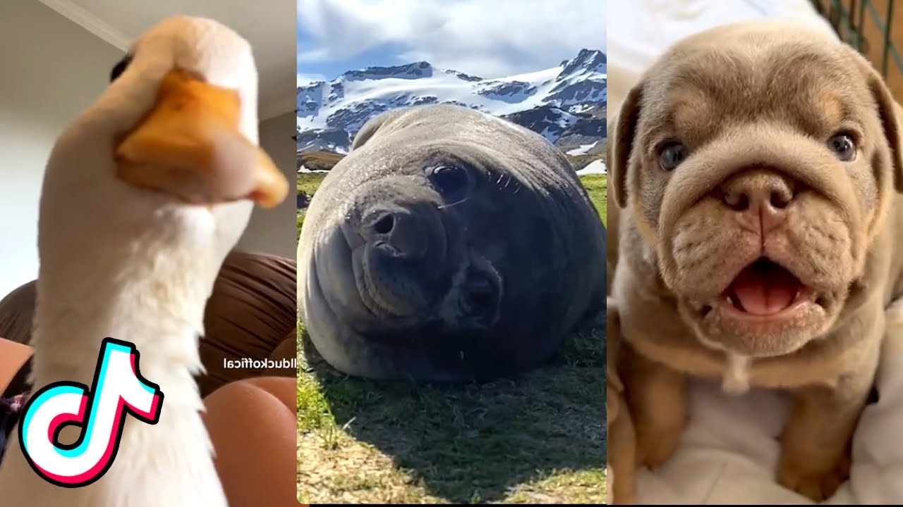 Cute Animal TikToks that Will Turn Your Frown Upside-Down  ❤️️