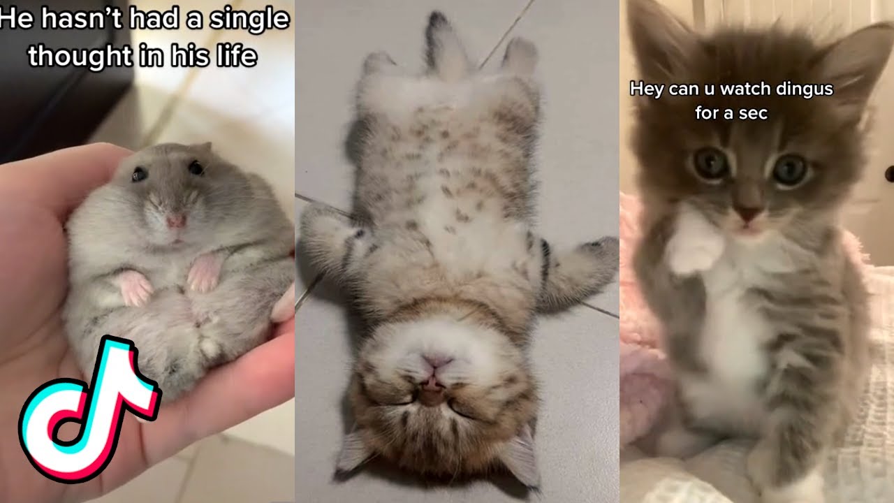 Hey, I Found Some More Adorable Animal Videos for You ❤️️