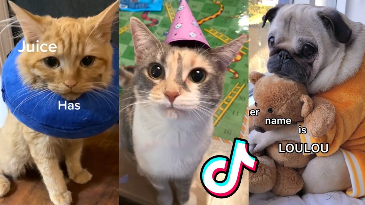 Cute TikToks That Will Make Aww Out Loud ❤️️