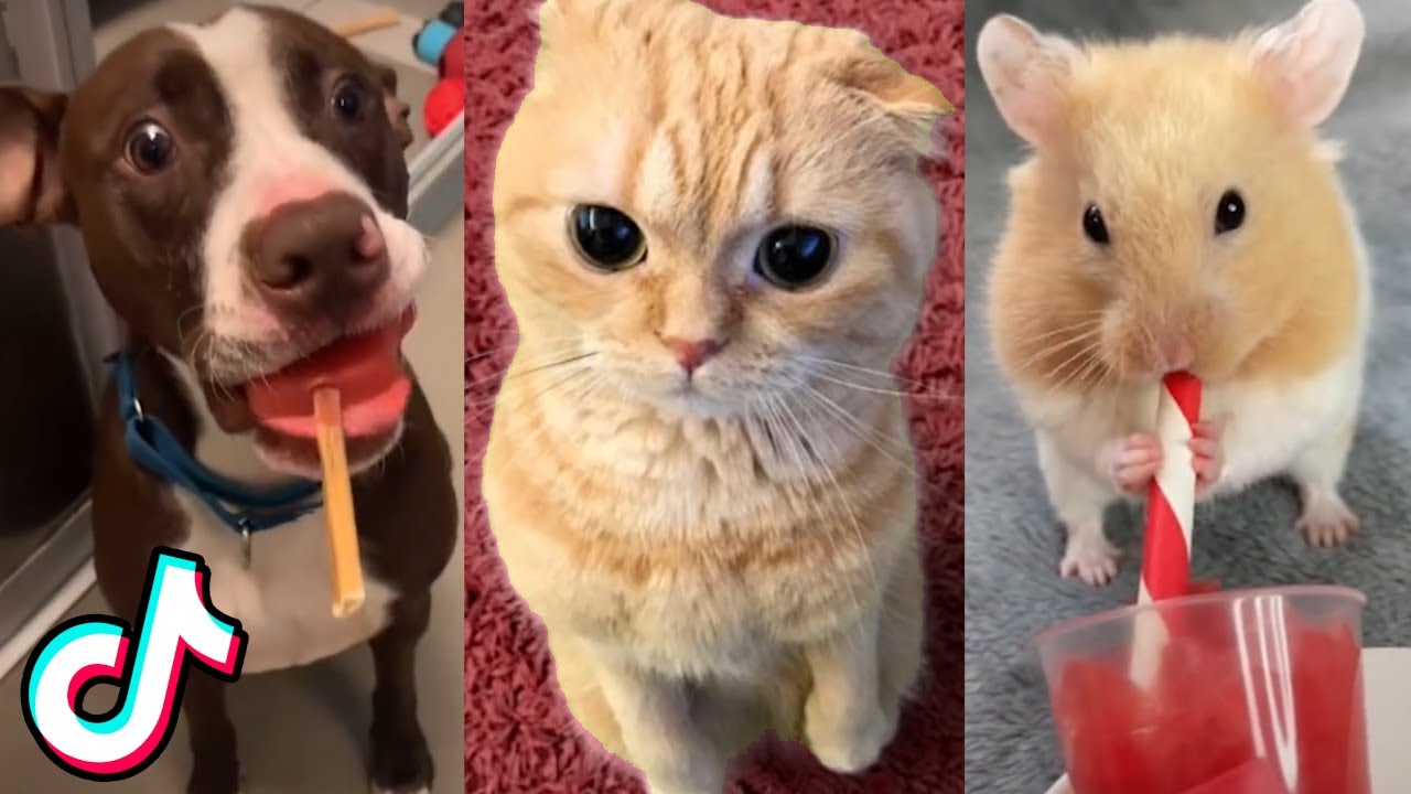 Cute Animal TikToks that Will Double Your Serotonin