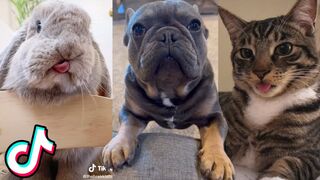 Cute Animal TikToks That Will Cheer You Up ❤️️
