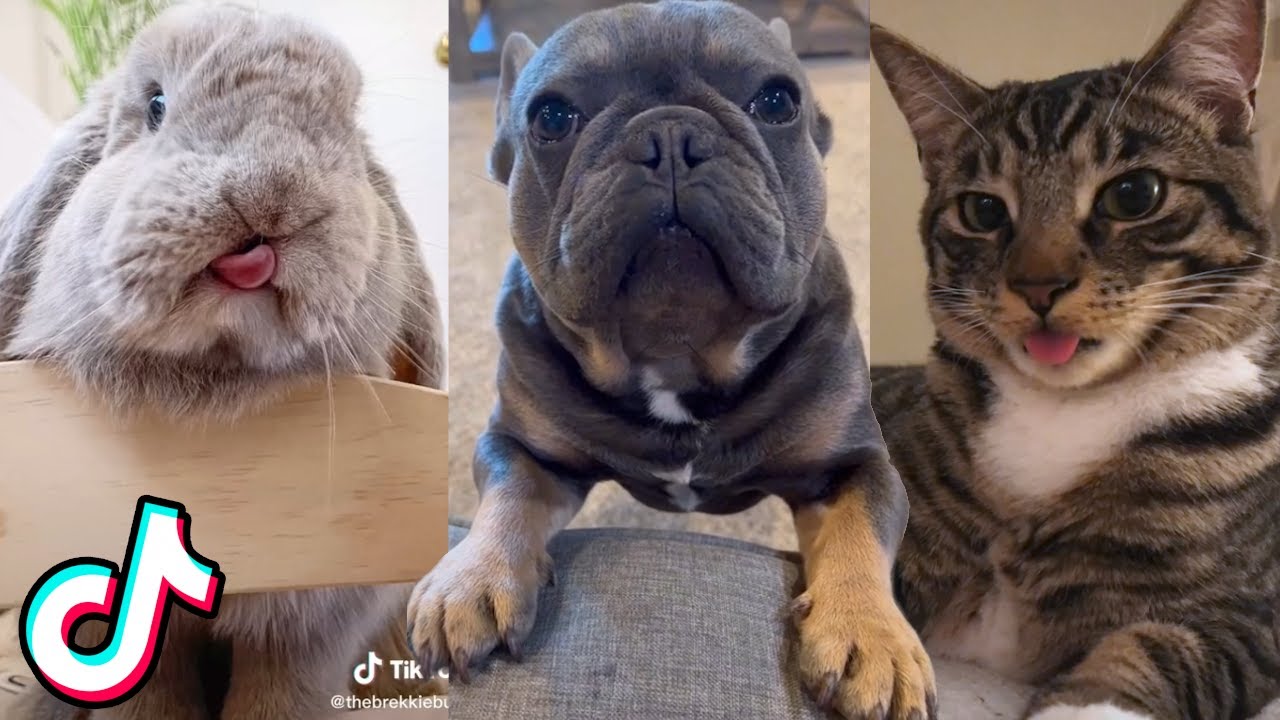 Cute Animal TikToks That Will Cheer You Up ❤️️