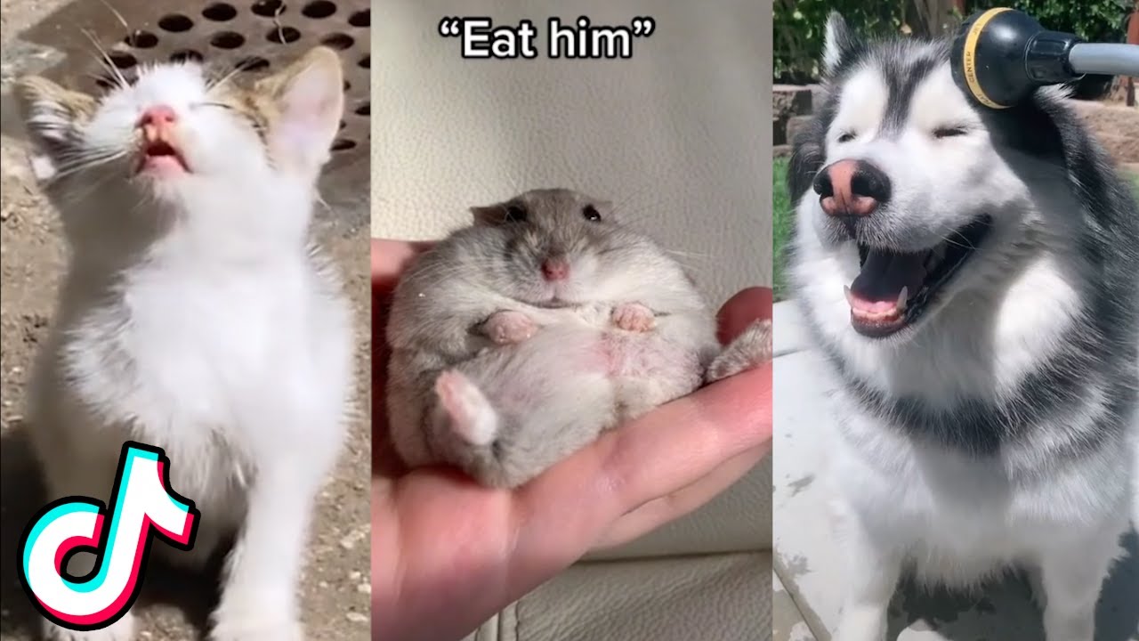 Cute/Funny Animal TikToks that Will Brighten Up Your Day 
