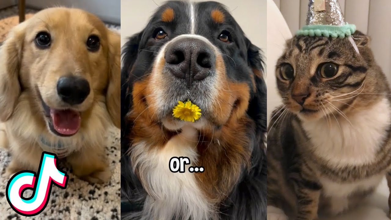 Hey, I Found Some More Adorable Animal TikToks For You 