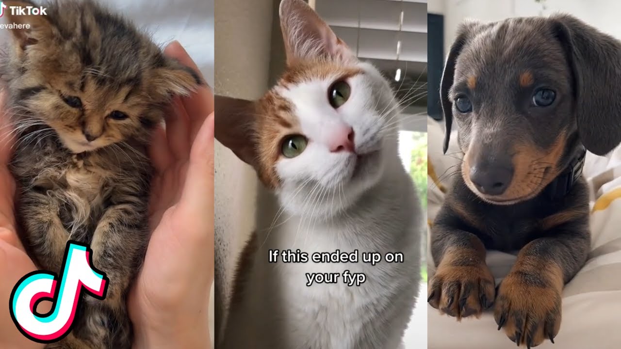 More Cute Animals I found on TikTok 