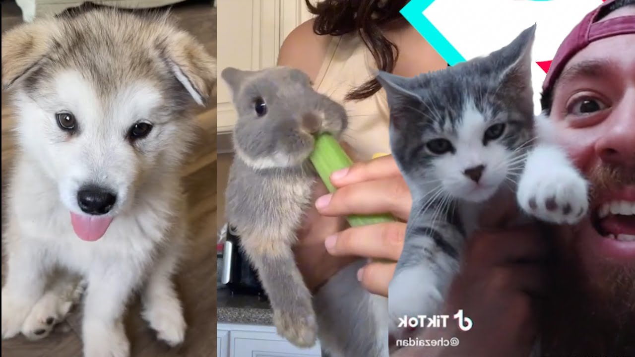Cute Animal Videos I Found on Tik Tok ❤️️