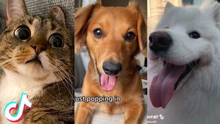 These TikToks Will Warm Your Heart  ❤️️