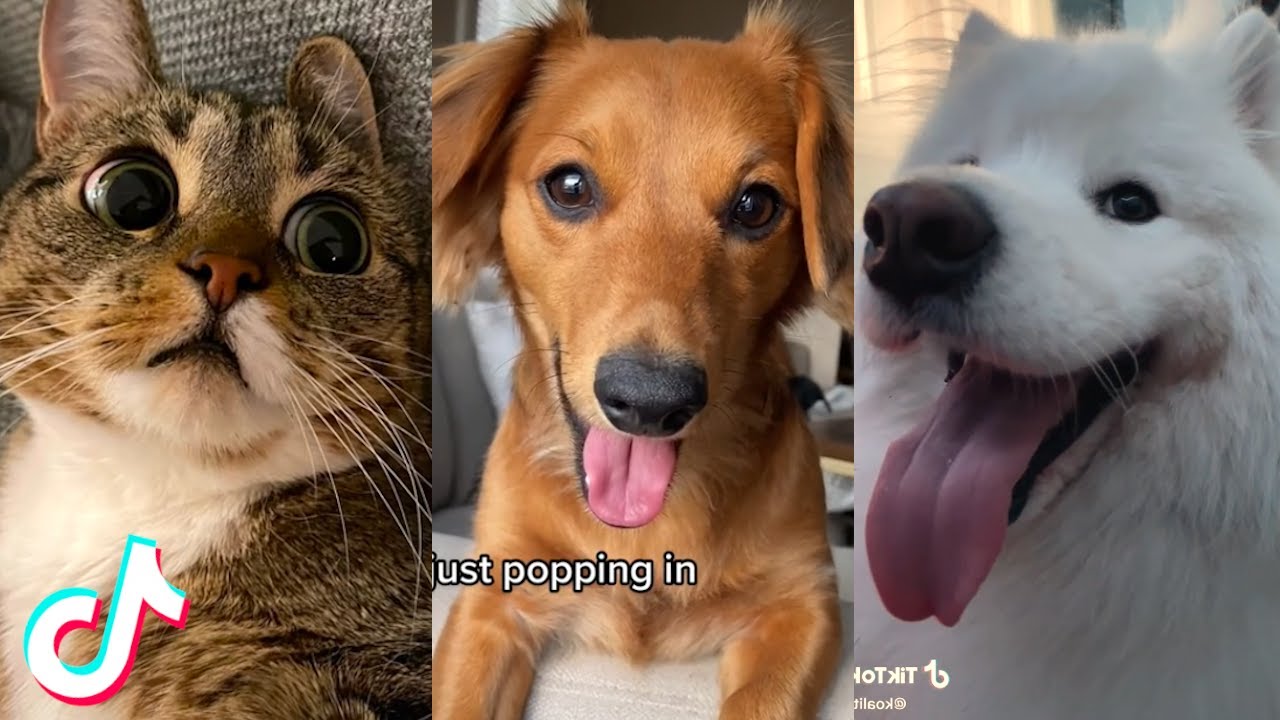 These TikToks Will Warm Your Heart  ❤️️