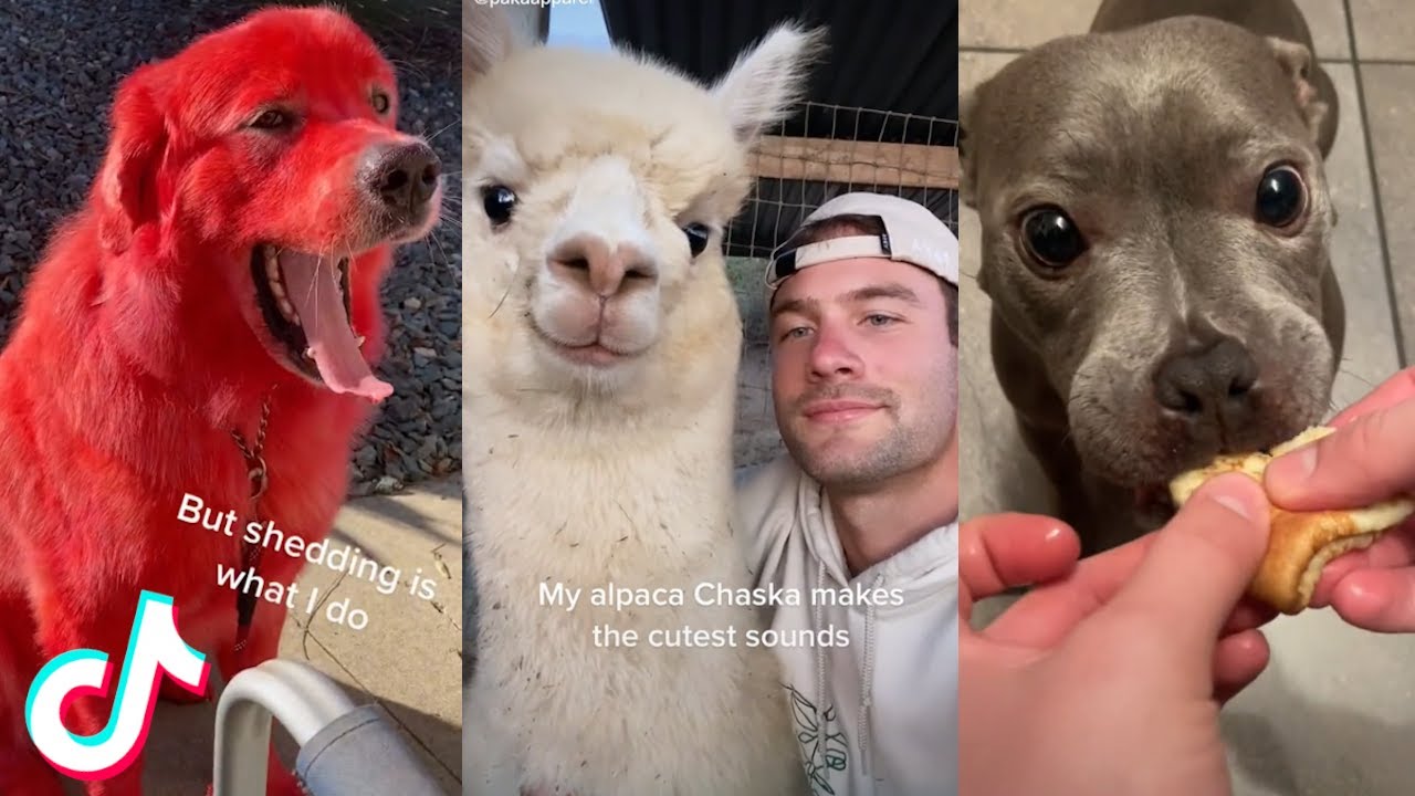 Cute Animal TikToks that Will Brighten Up Your Day