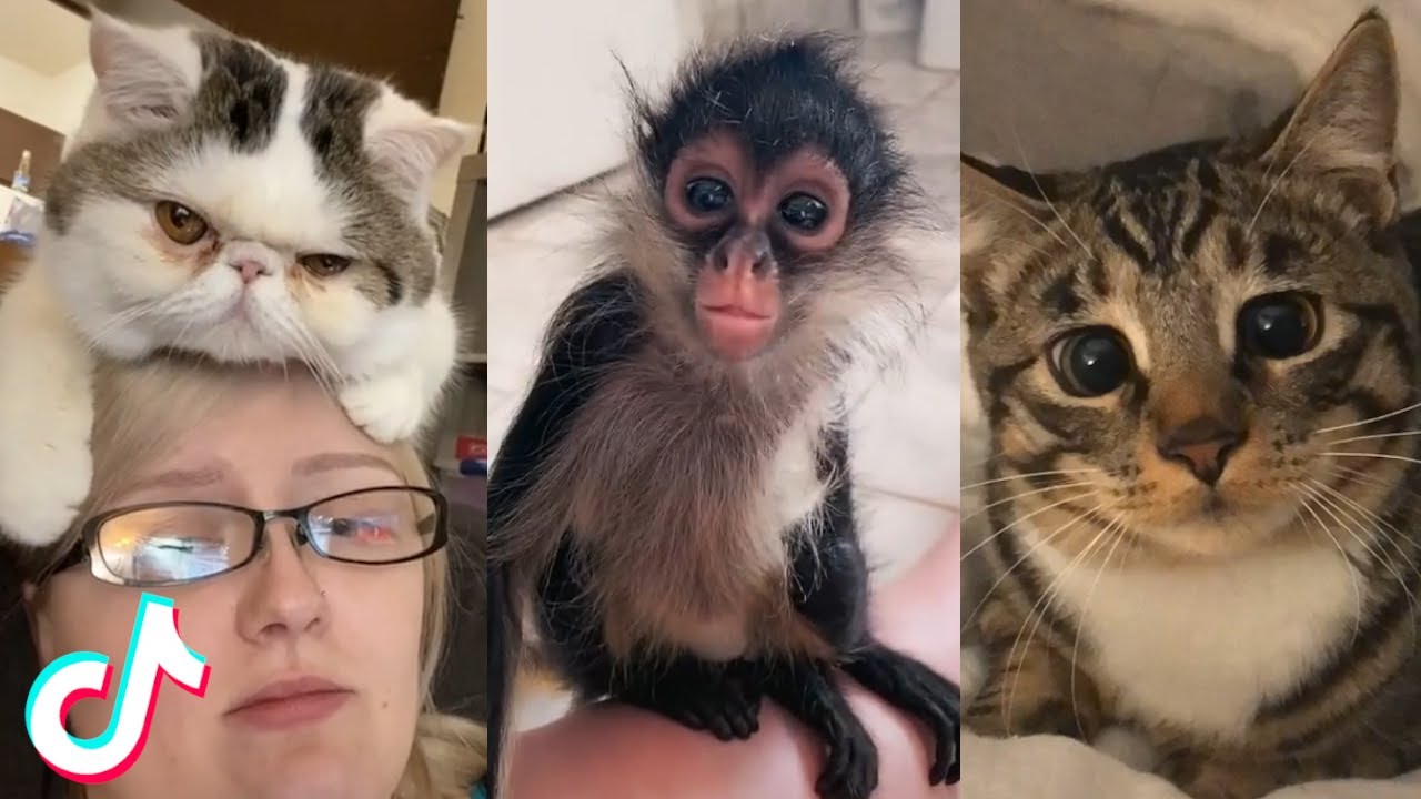 Cute Pet TikToks that Will Brighten Up Your Day ❤️️