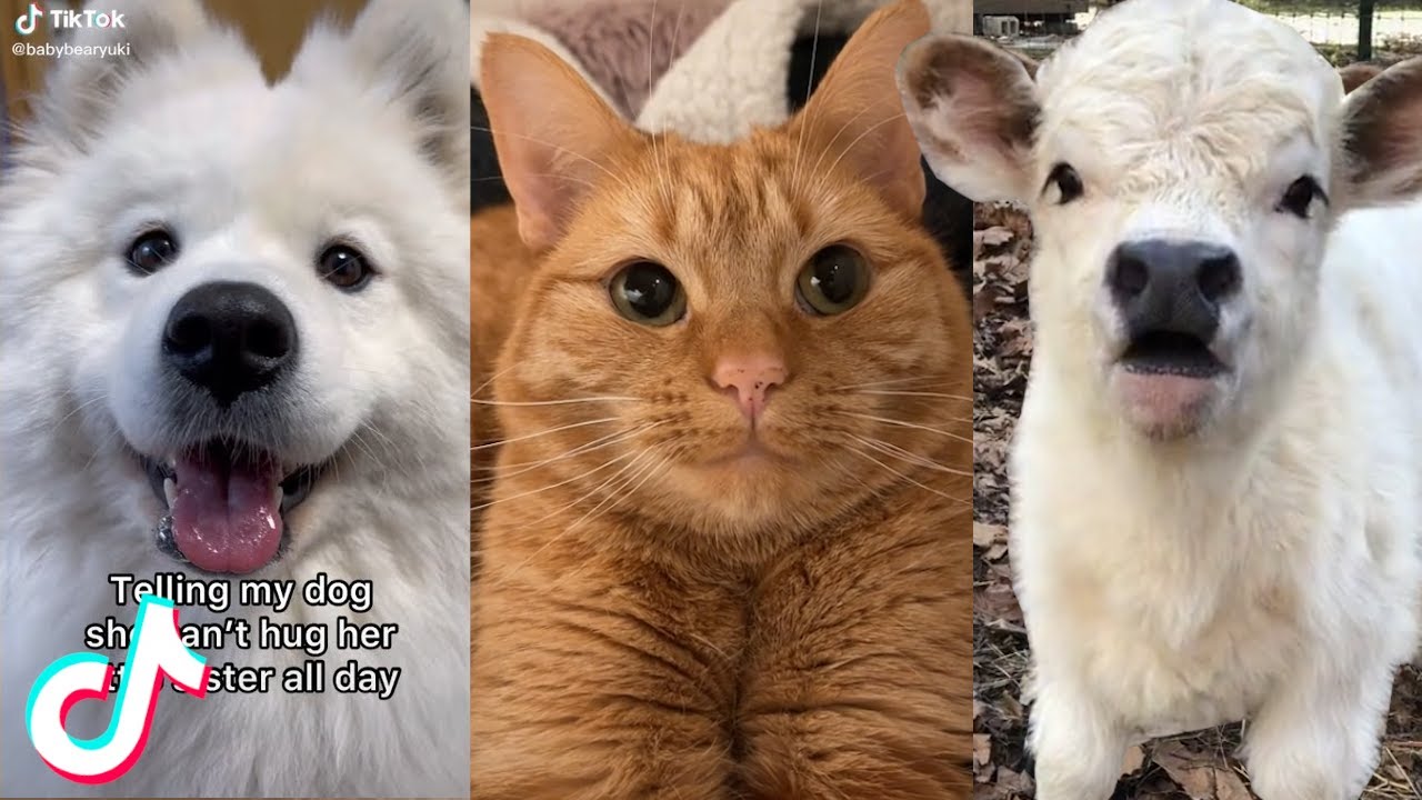 Hey, I Found Some Really Cute Animal Videos for You ❤️️
