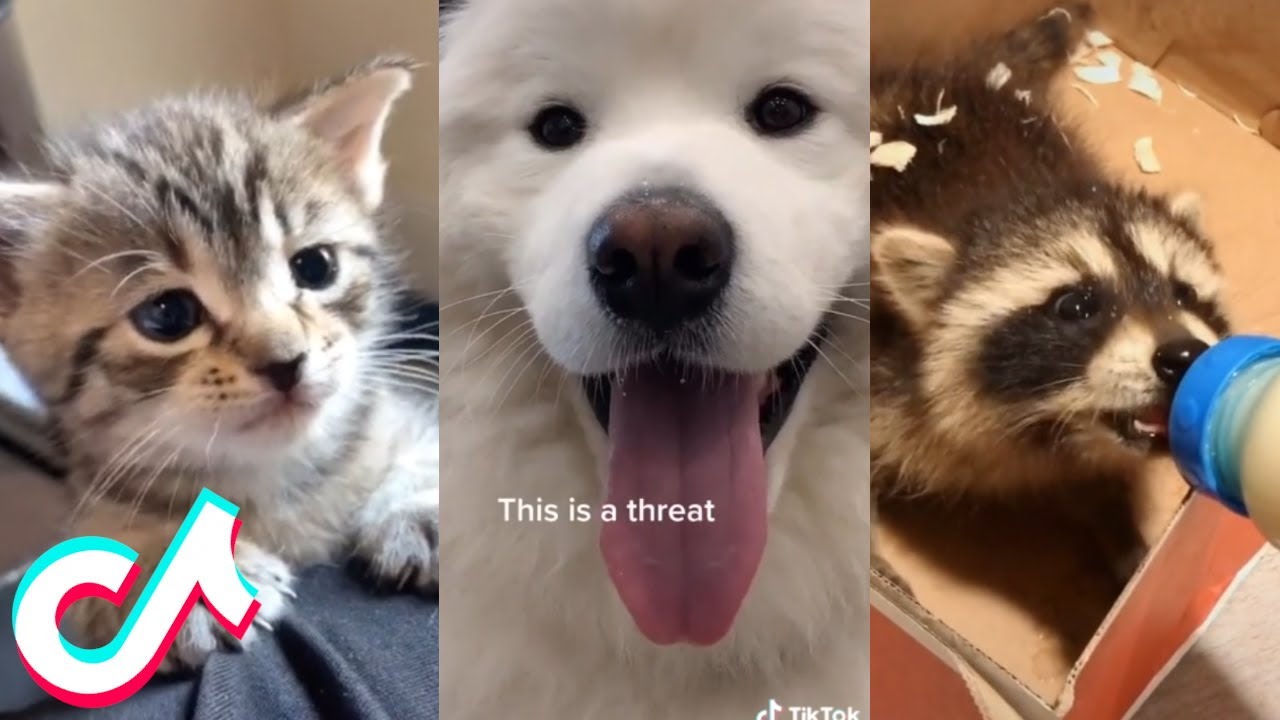 Cute Pet Tiktoks to Brighten Up your Day 