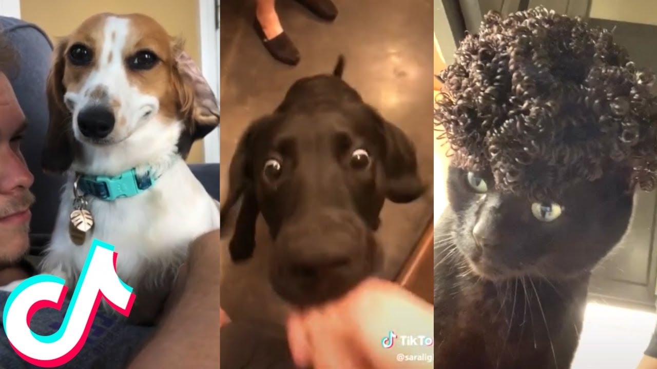Funny Animal Tik Toks to Brighten Up your Day 