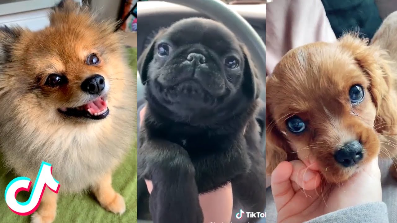 Cute Pets that Will Brighten Up Your Day 100% ❤️️