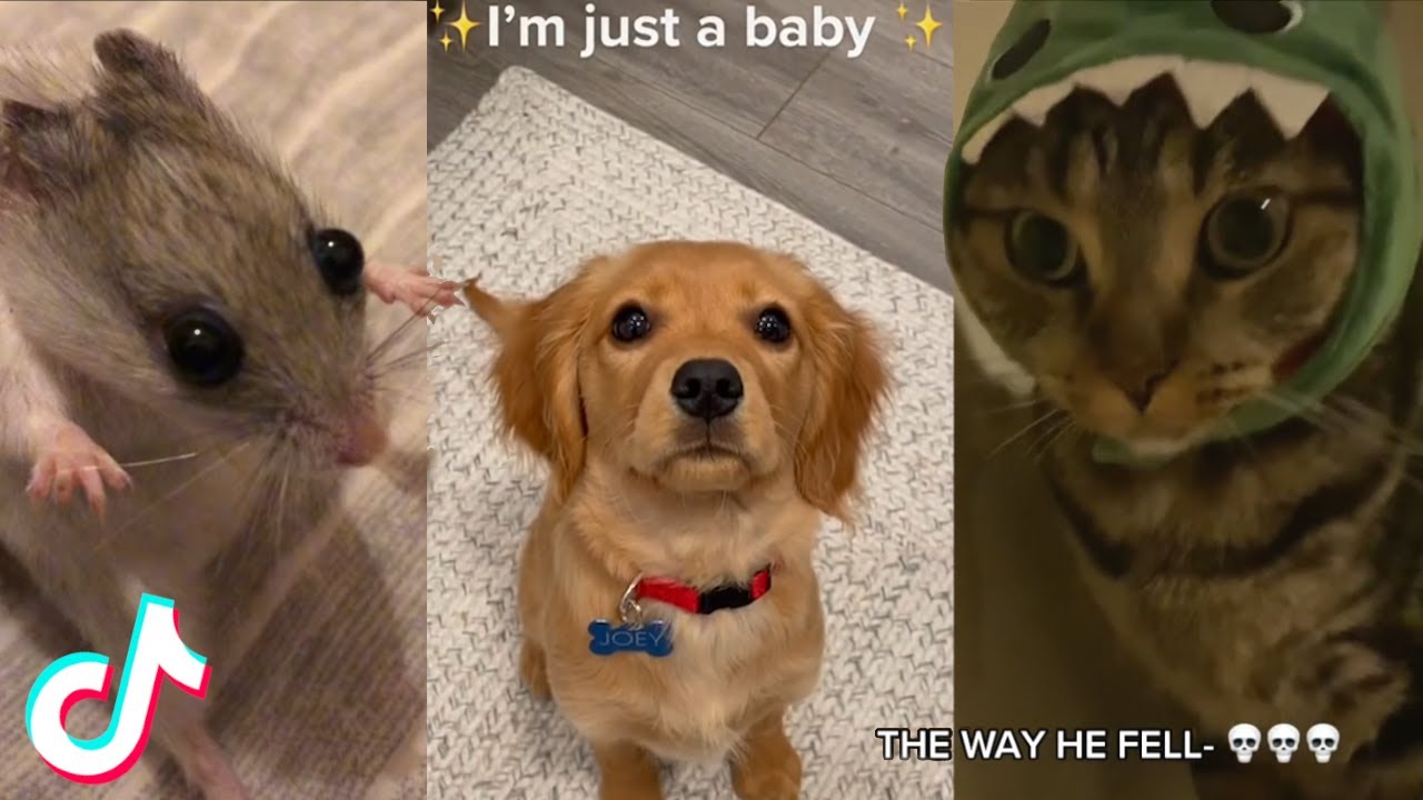 Hey, I Found Some Adorable Animal TikToks For You 