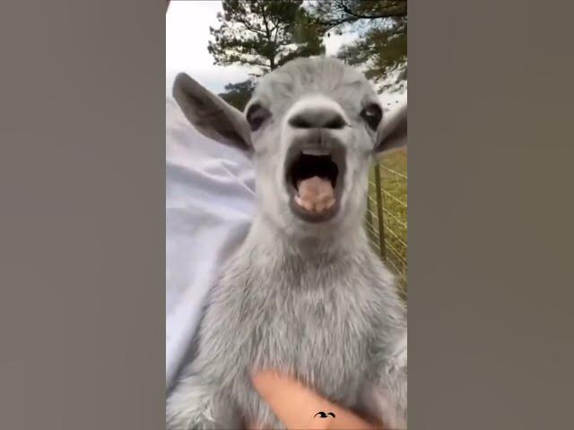 Wee～～ Funny Animals #short #tiktok #funny #animal #wee