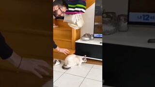 funny animals compilation#