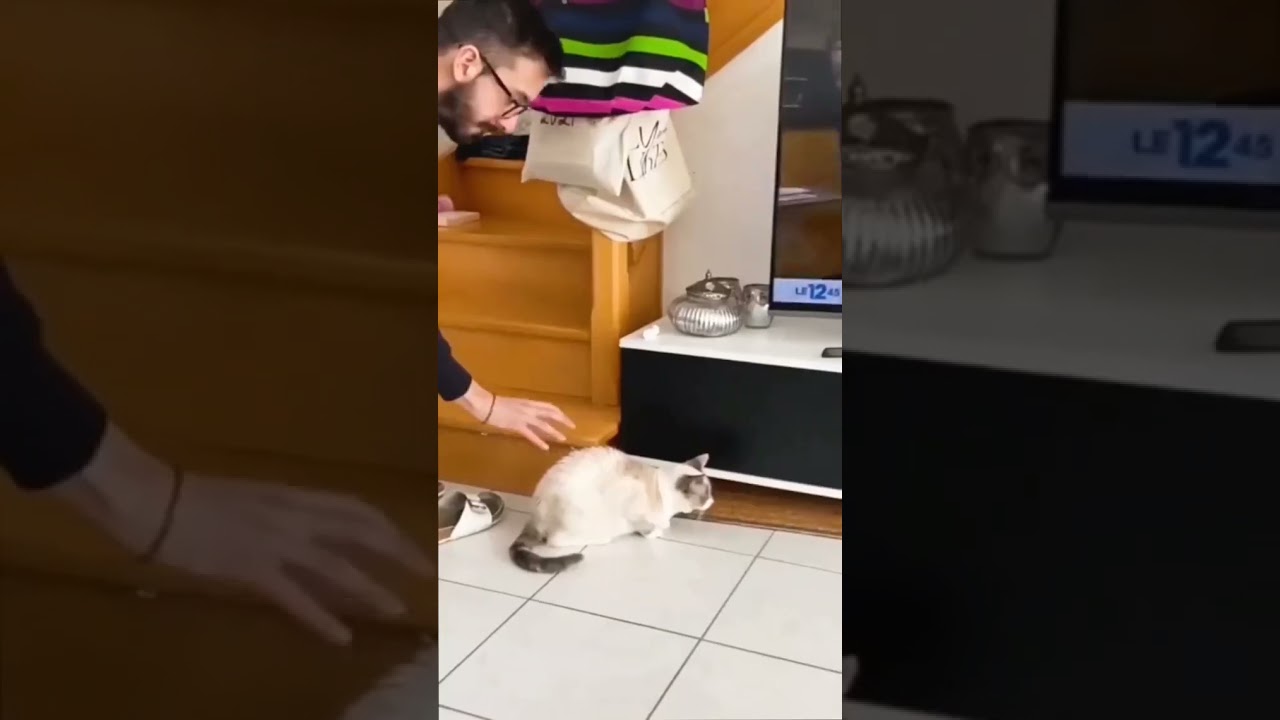funny animals compilation#