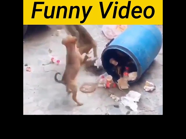 Amezing Funny 