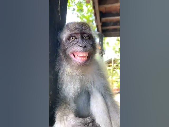 Crazy monkey 