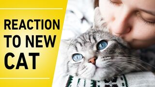 People's Reaction to New Kitten