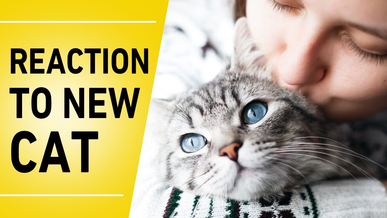 People's Reaction to New Kitten 