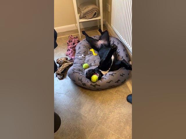 Funny Crazy Dogs Compilation 