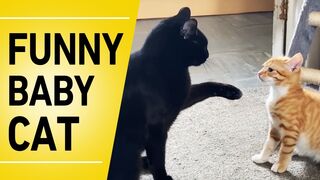 Baby Cat Gets Revenge