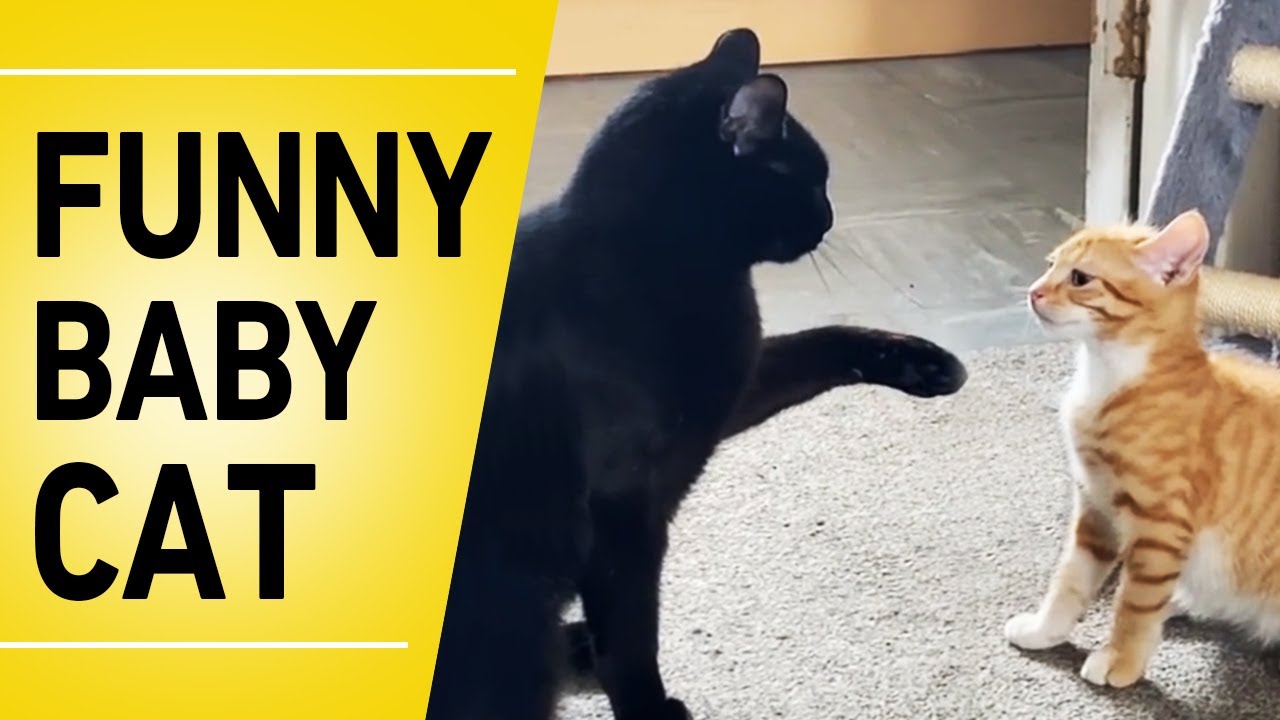 Baby Cat Gets Revenge 