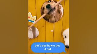 Amazing Smart Dog, High IQ #shorts