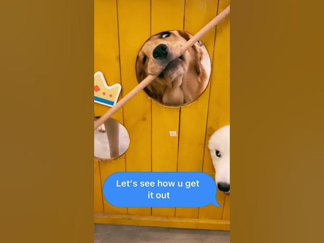 Amazing Smart Dog, High IQ #shorts