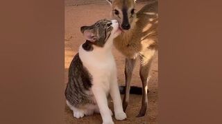 Best Animal Friends