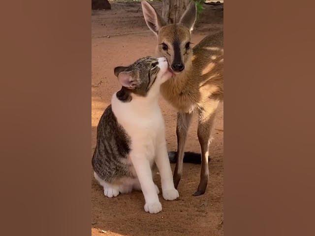 Best Animal Friends 