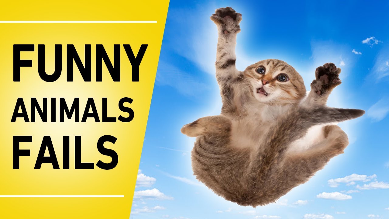 Funny Animals fails