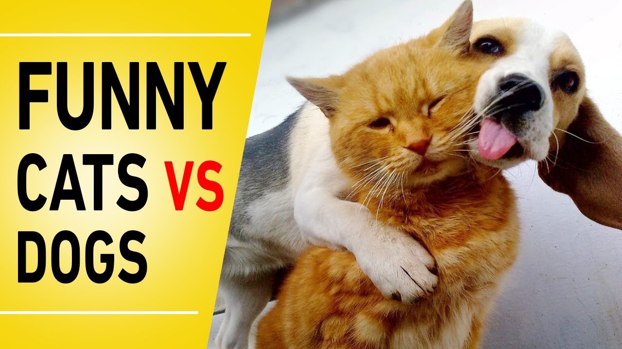 Funny Cat VS Dog