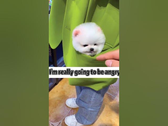 Funny Angry Dogs Compilation #Shorts