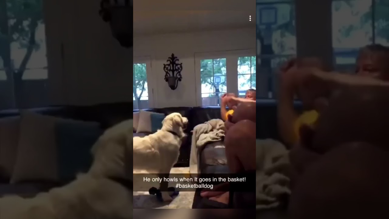 Dogs are the best 